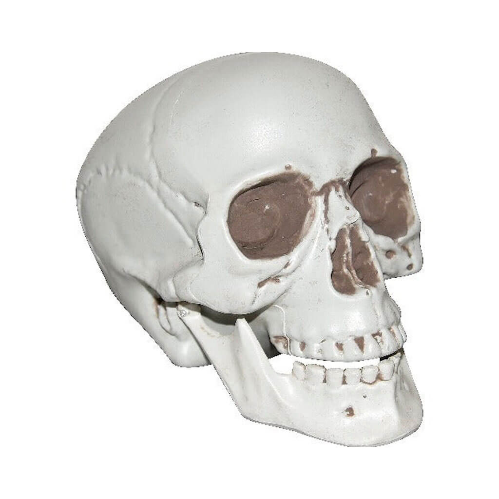 Realistic Plastic Skull, 7in