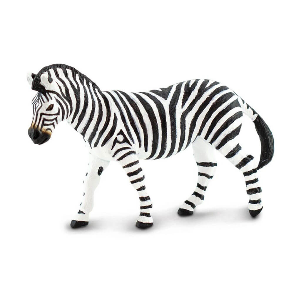 Plains Zebra