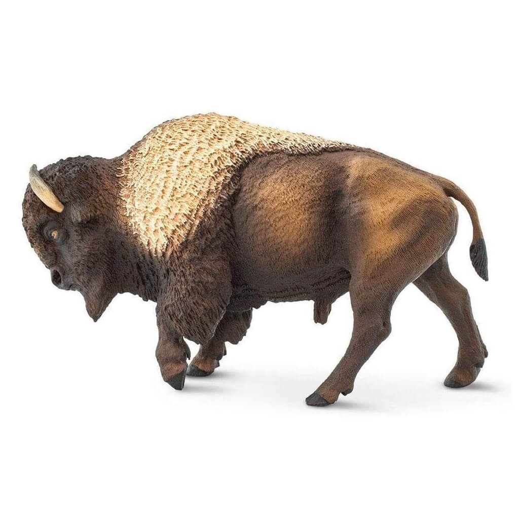 Bison