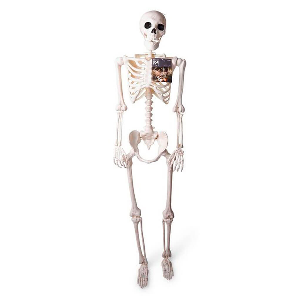 Halloween Posable Skeleton 5ft