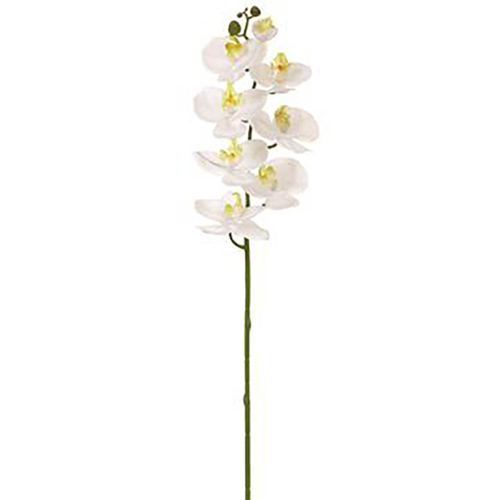 Phalaenopsis Orchid Spray With 8 Flowers White, 30in