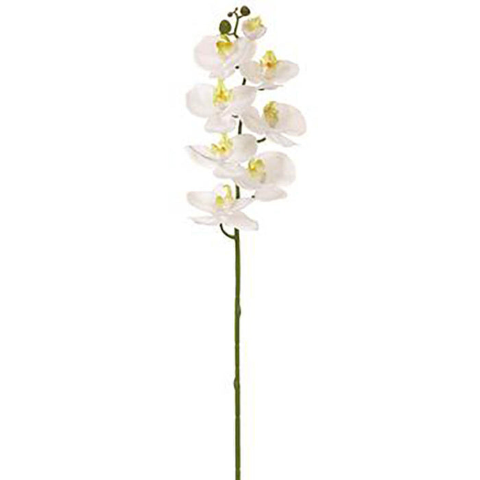 Phalaenopsis Orchid Spray With 8 Flowers White, 30in