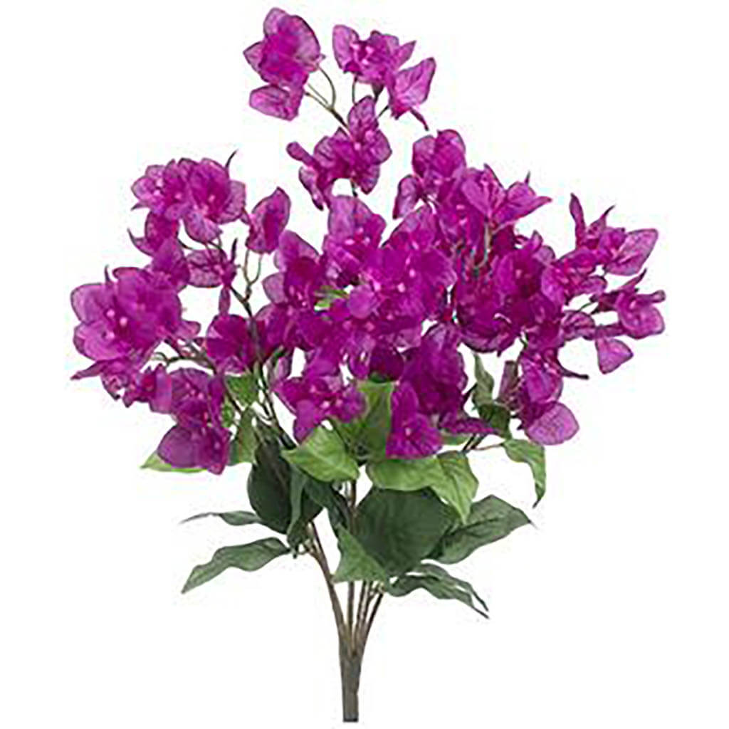 Bougainvillea Bush X7 Boysenberry, 24in