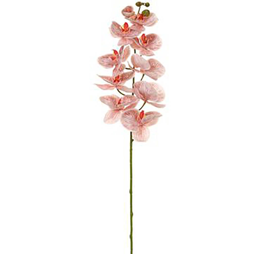 Phalaenopsis Orchid Spray With 10 Flowers Cinnamon, 42.5in