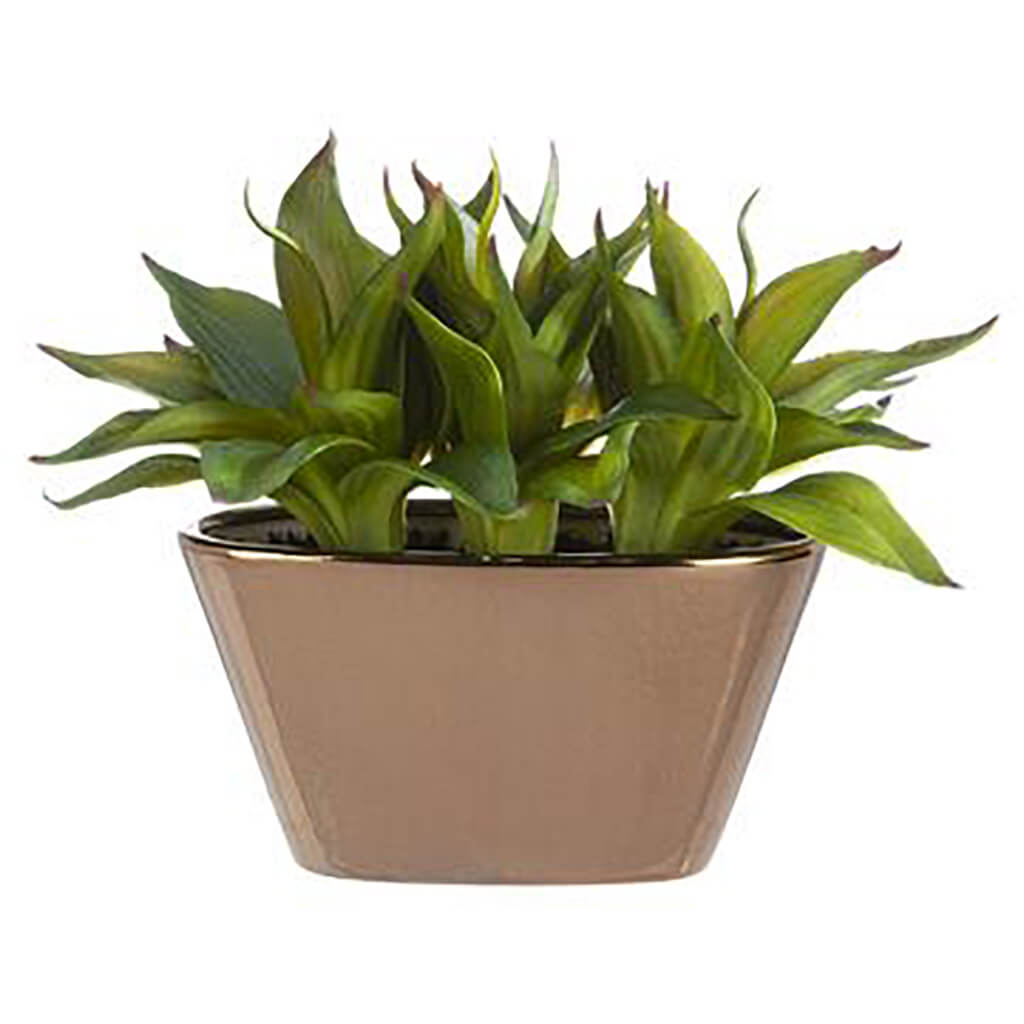 Dracaena in Oval Pot Green, 9in H x 13in W x 9in L