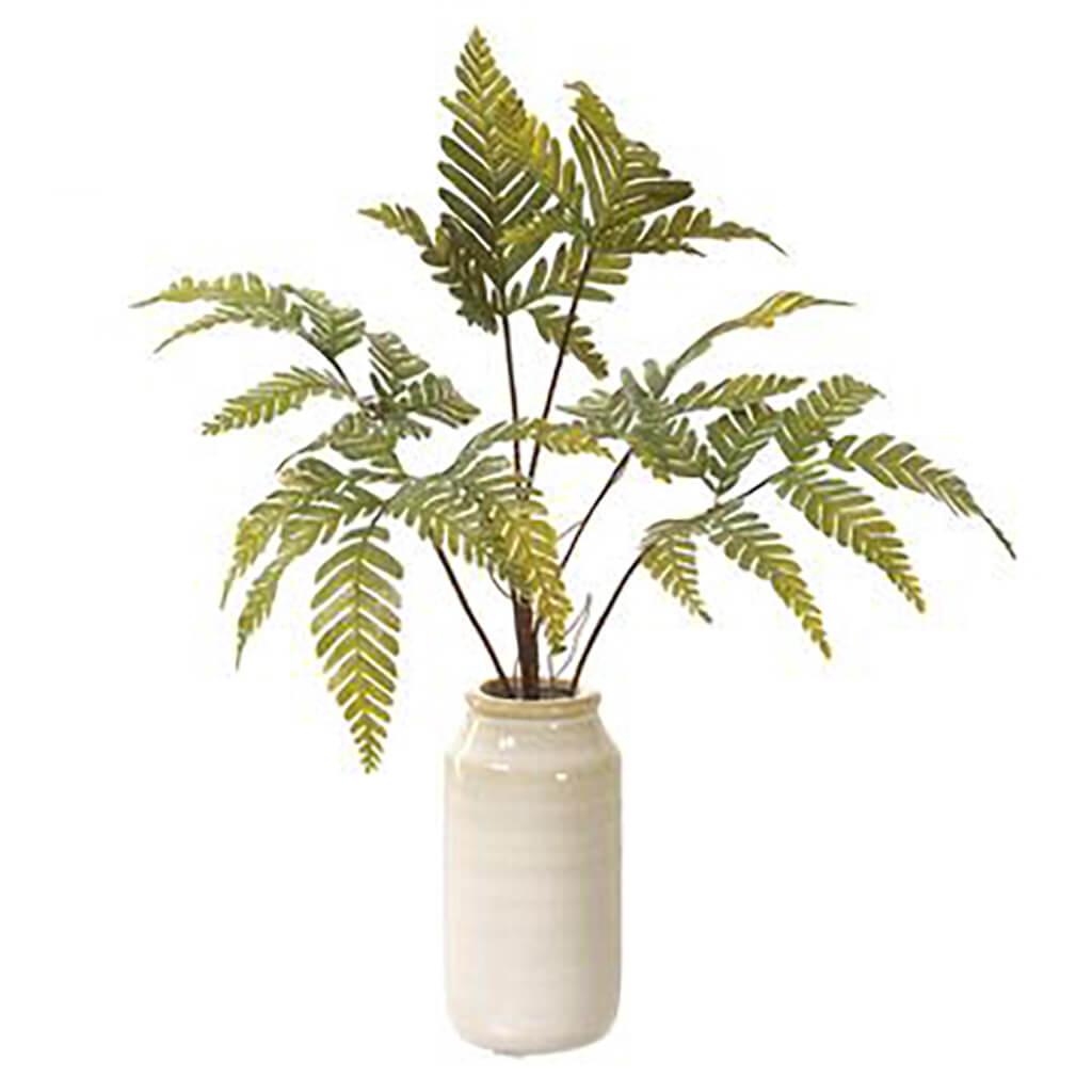 Silver Cloak Fern in Ceramic Vase Green, 11in