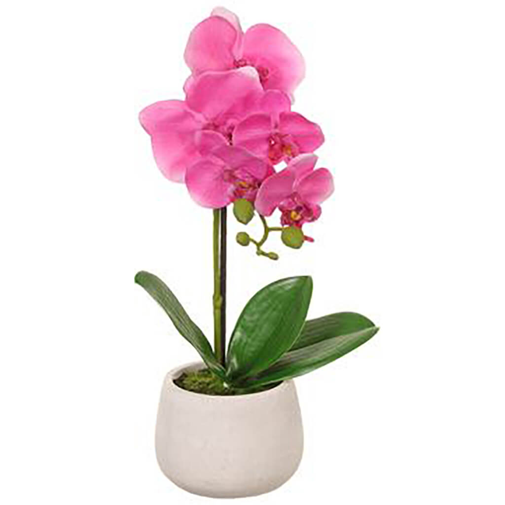 Phalaenopsis Orchid Plant in Cement Pot Pink, 16in