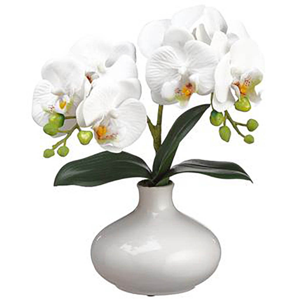 Phalaenopsis Orchid Plant in Ceramic Vase White, 12in