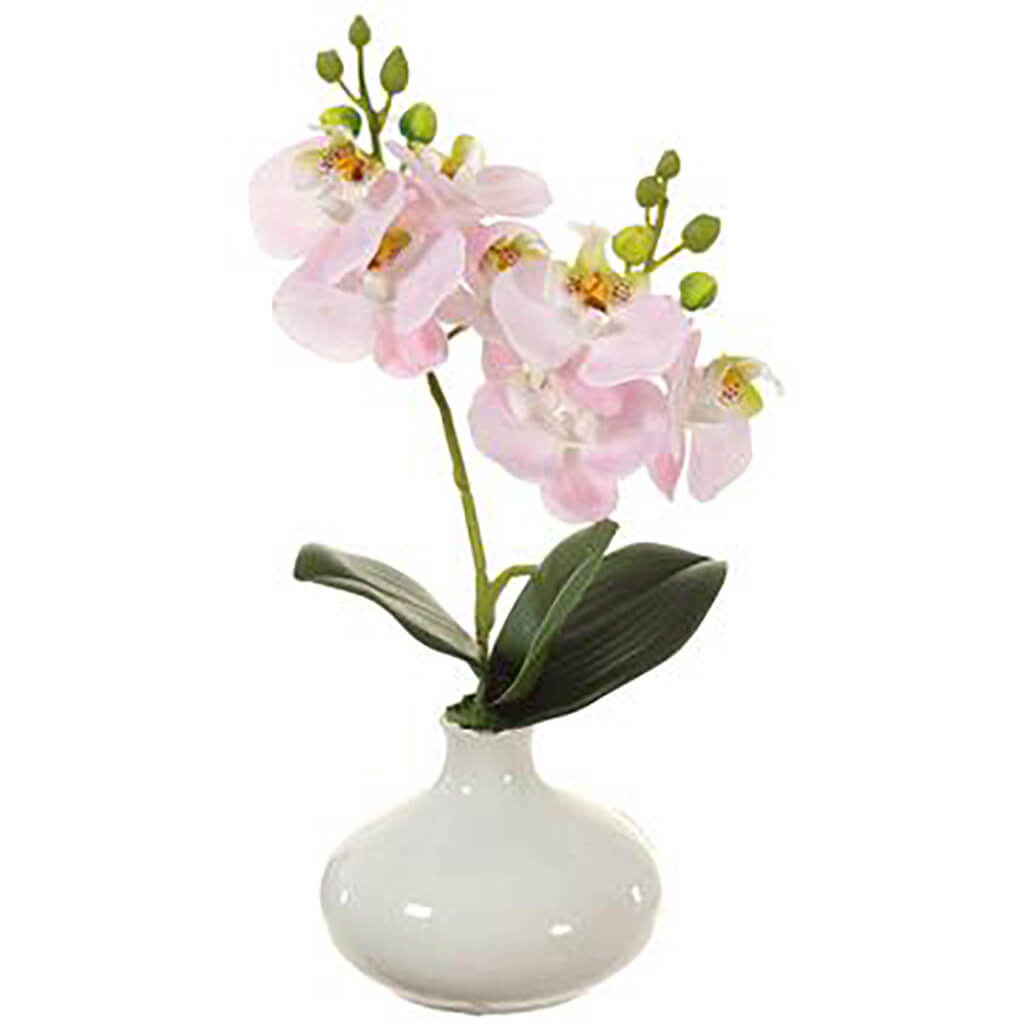 Phalaenopsis Orchid Plant in Ceramic Vase Pink, 12in