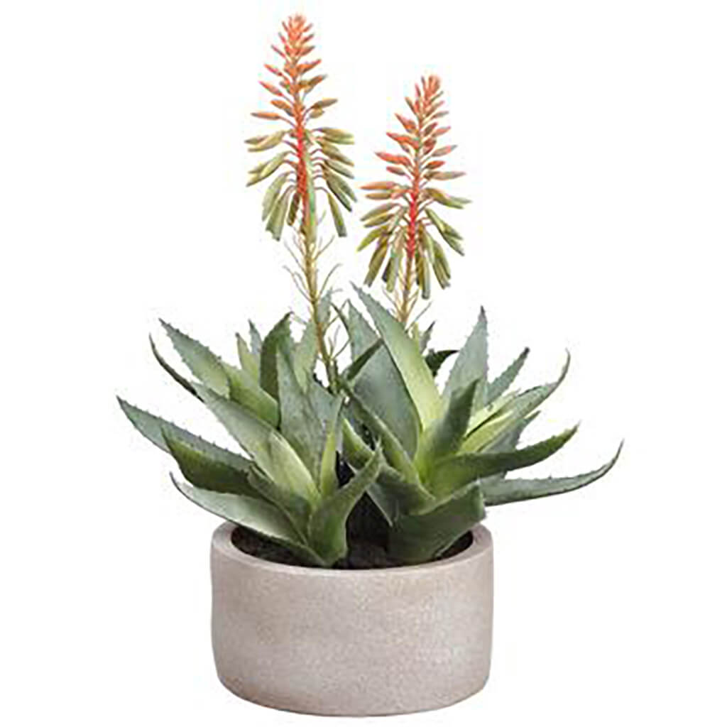 Blooming Agave Plant in Cement Pot Pink Green, 14in