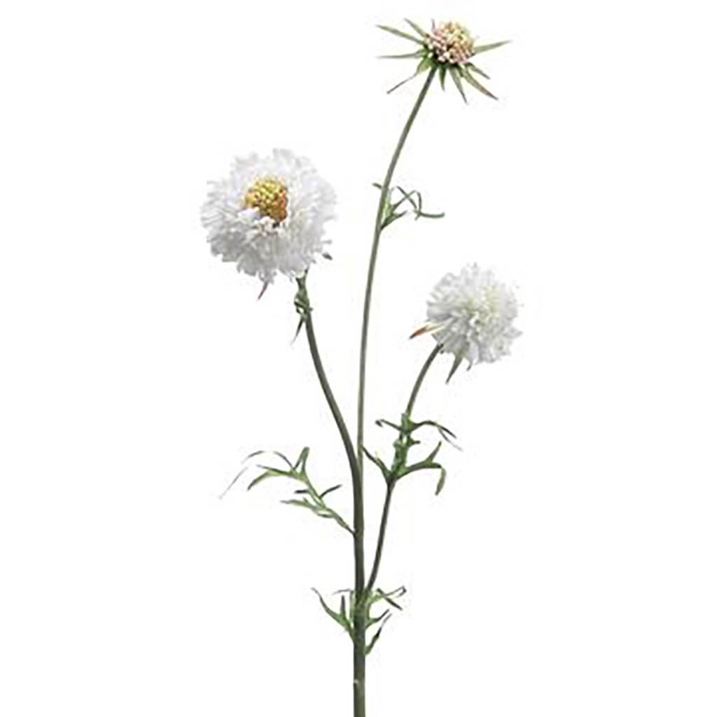 Scabiosa Spray Cream, 28in