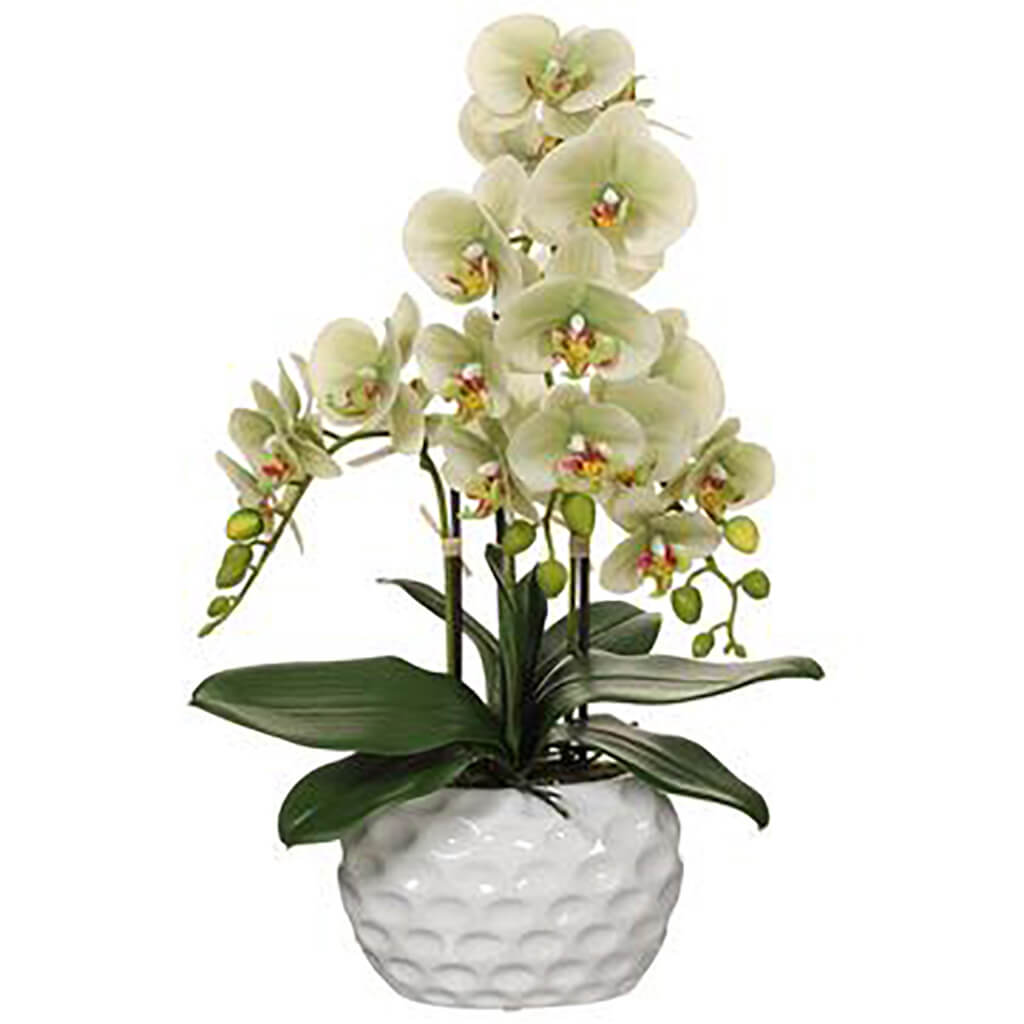 Phalaenopsis Orchid Plant in Ceramic Pot Green,22in