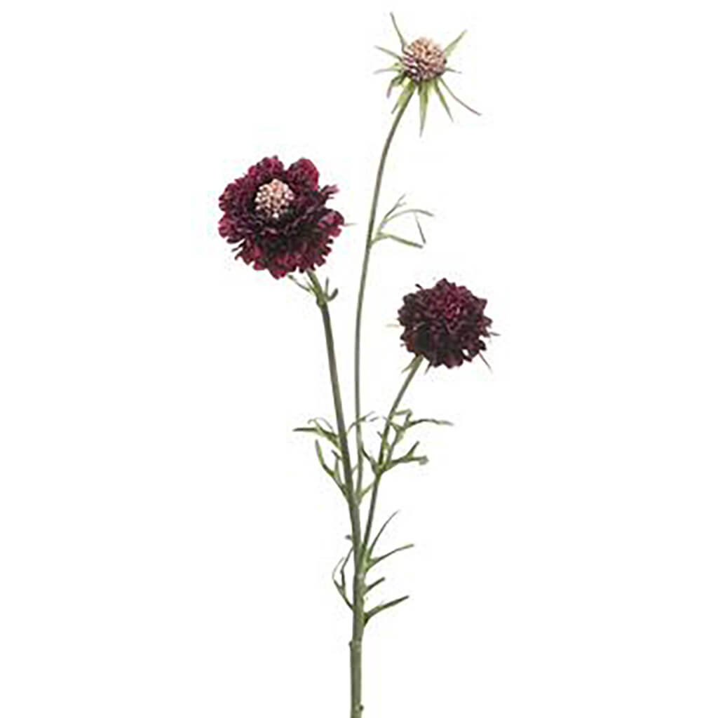 Scabiosa Spray Eggplant, 28in