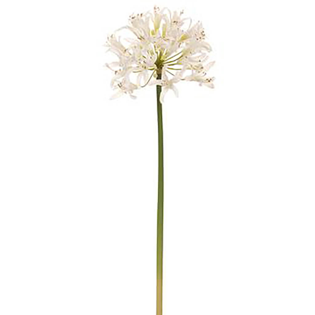 Agapanthus Spray White, 22in