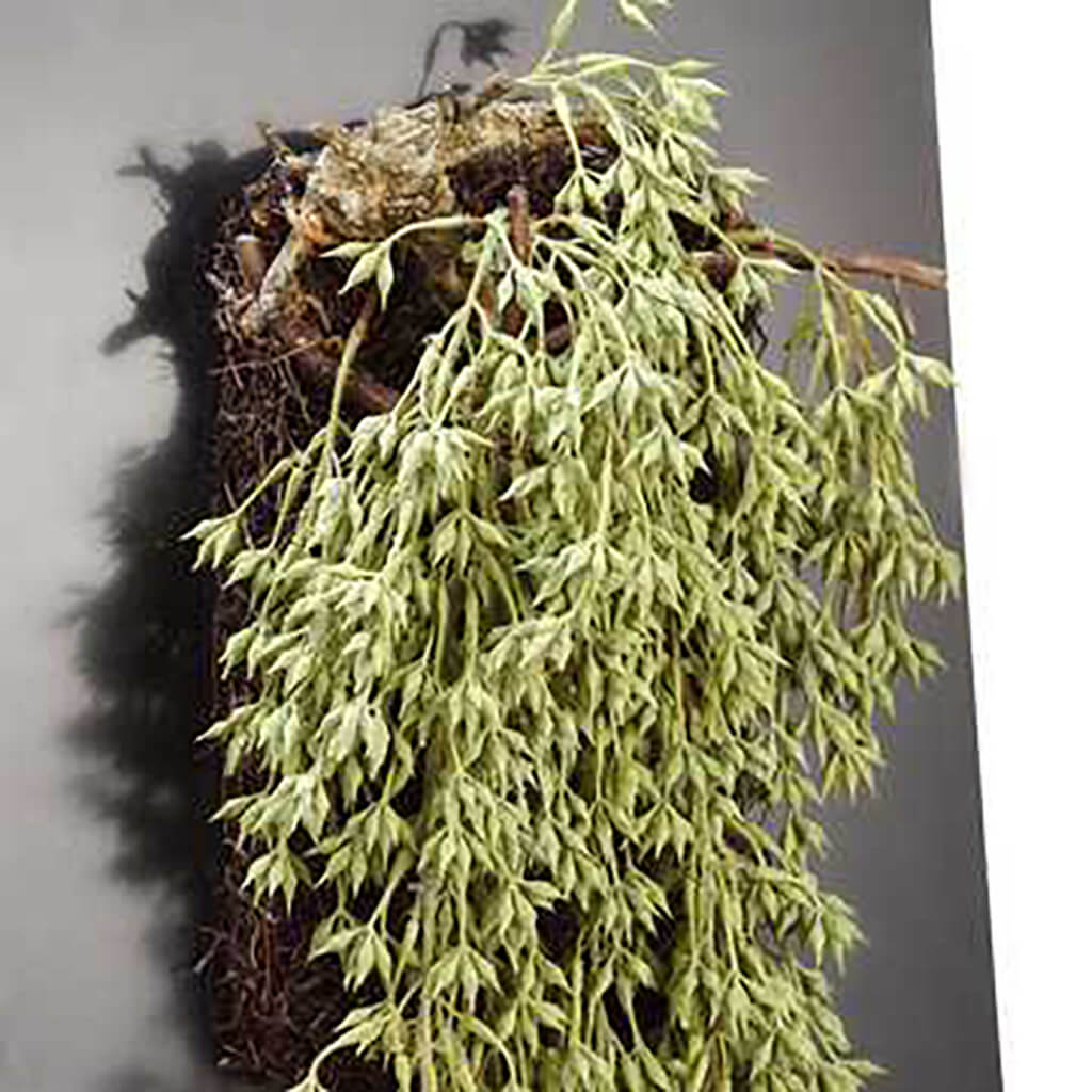 Hanging Sedum Wall Piece Green Two Tone