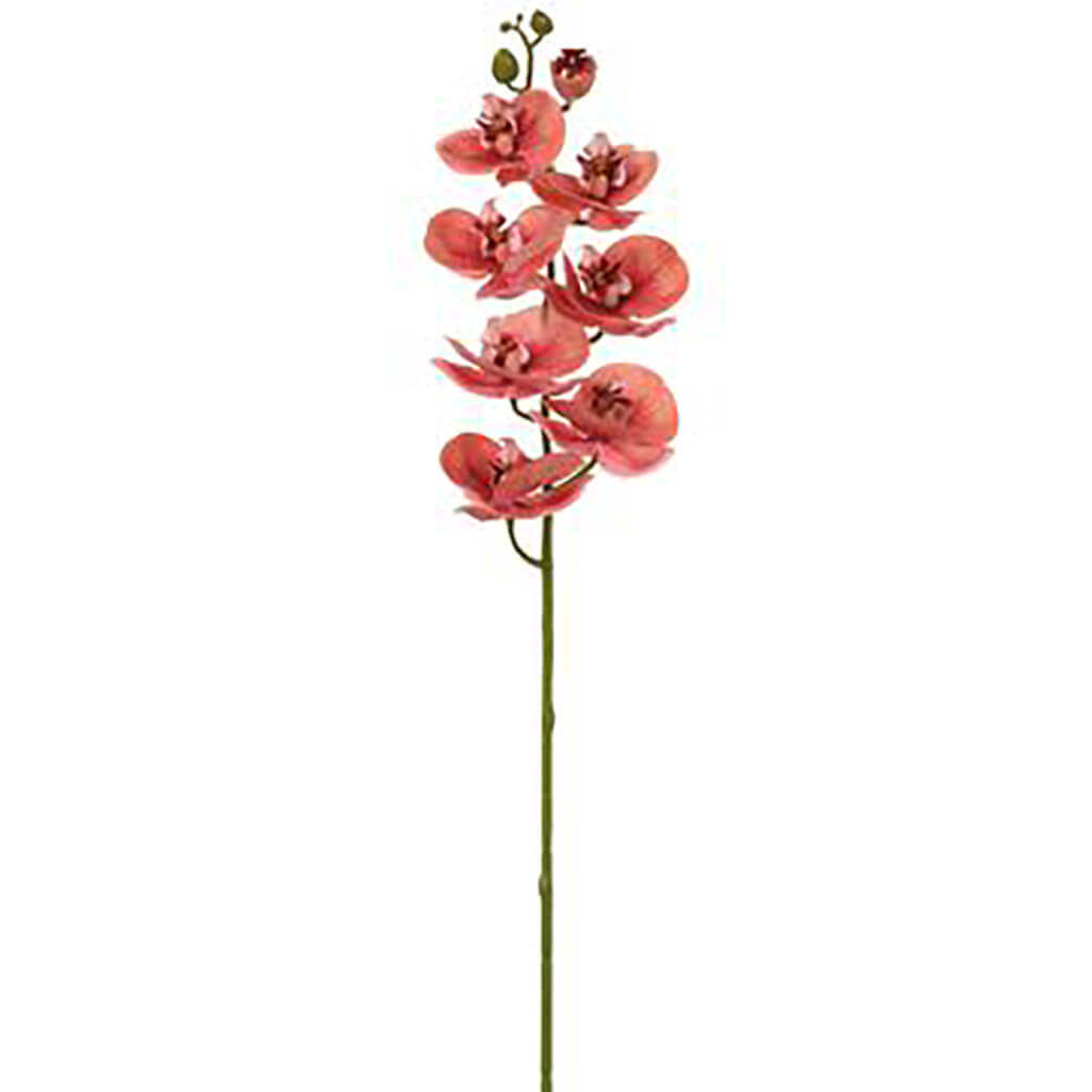 Phalaenopsis Orchid Spray With 8 Flowers Cinnamon, 30in