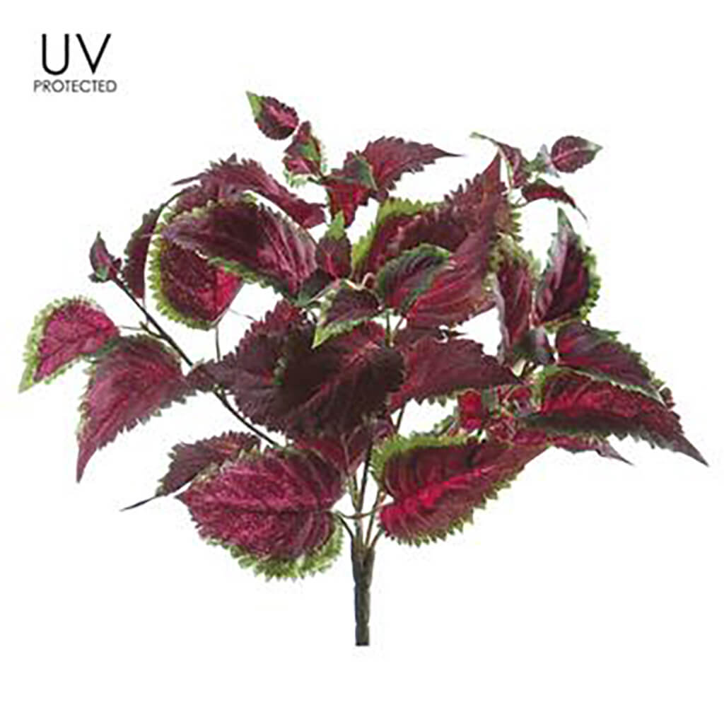 UV Protected Coleus Bush Burgundy Green, 16in