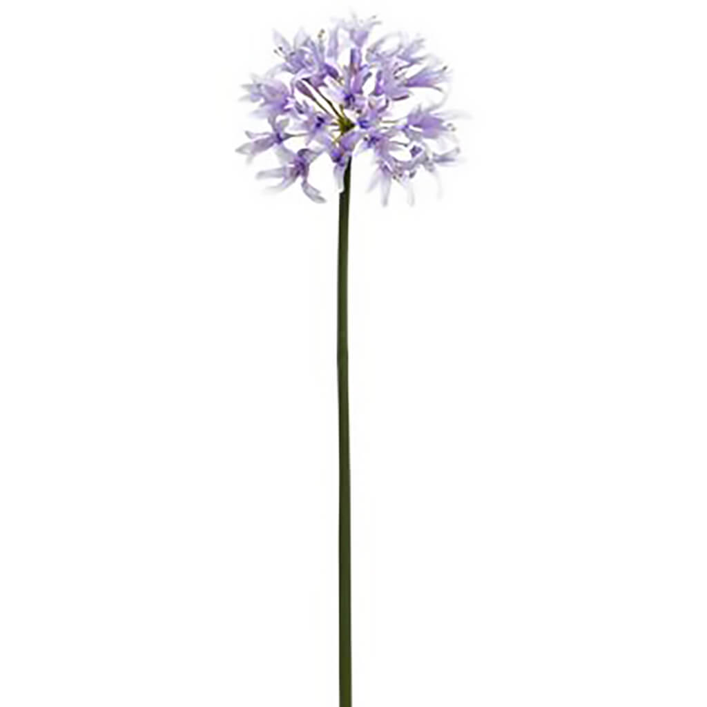 Agapanthus Spray Lavender, 32in