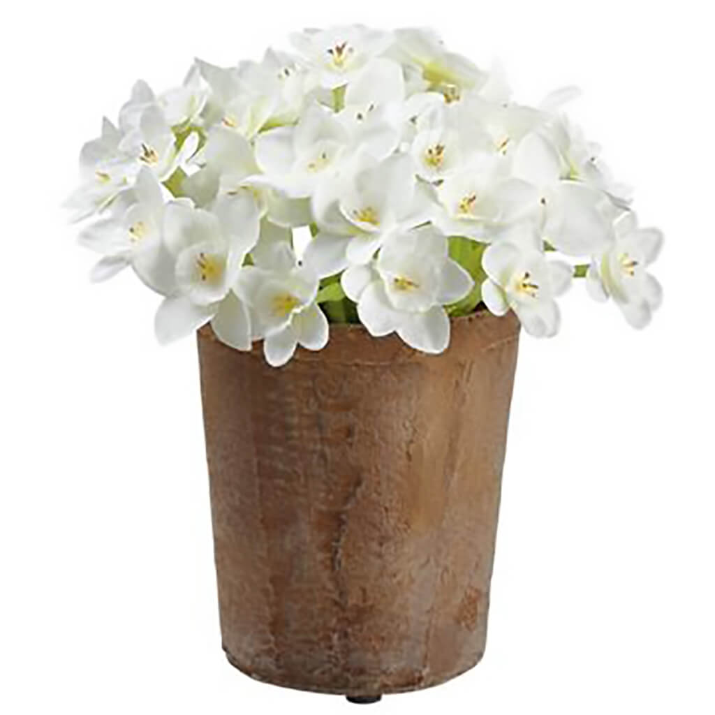 Narcissus in Mgo Pot White, 7in