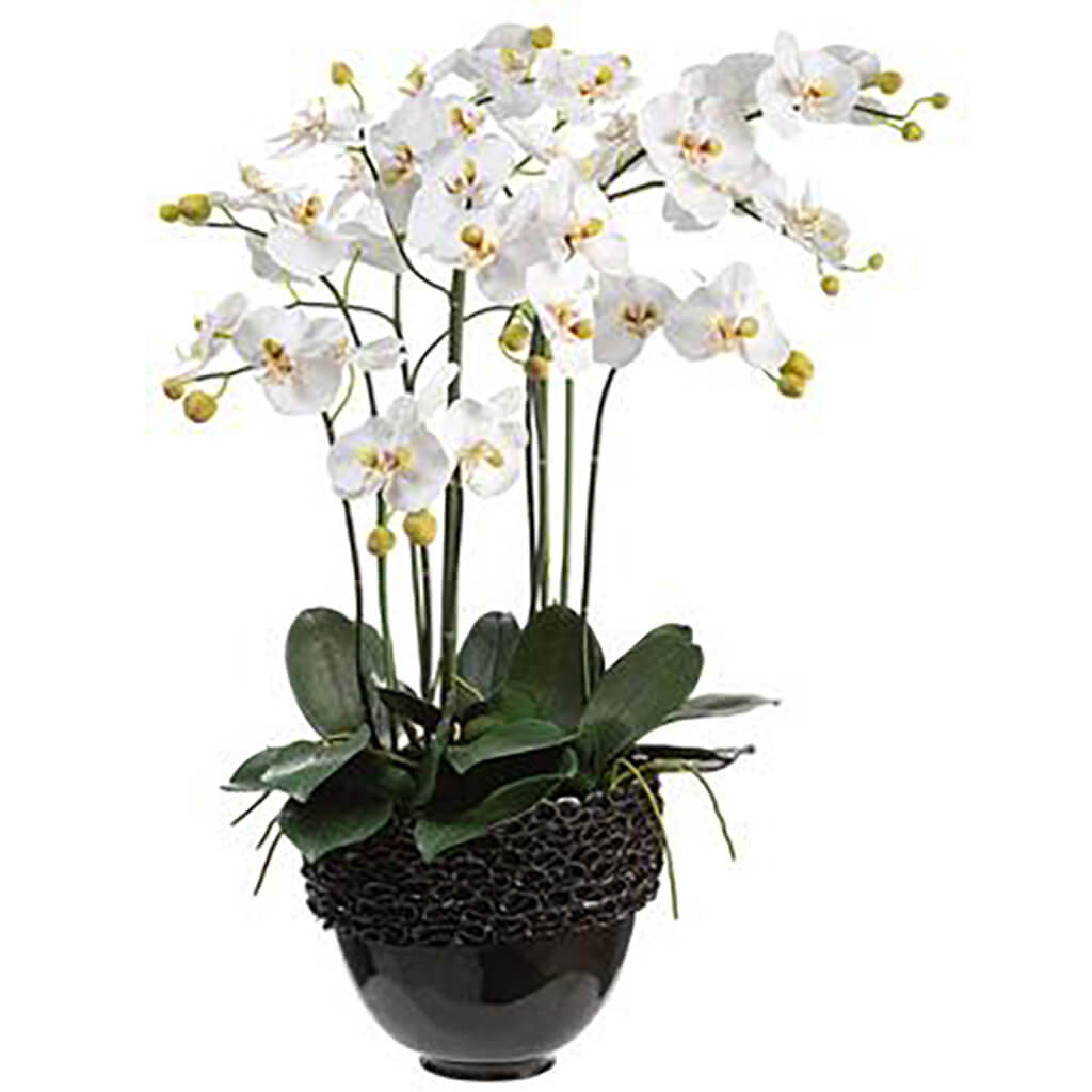 Phalaenopsis in Ceramic Bowl White Green