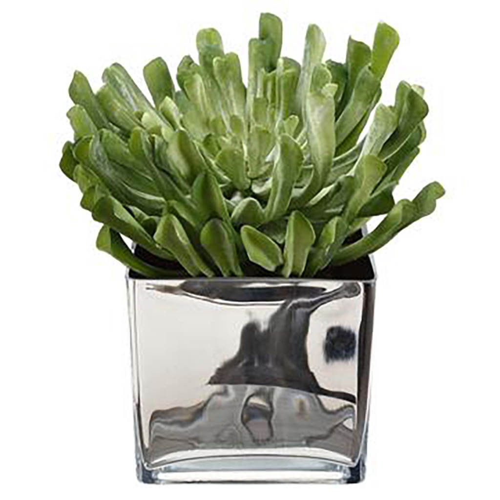 Echeveria in Vase Green, 13in H x 12in W x 12in L