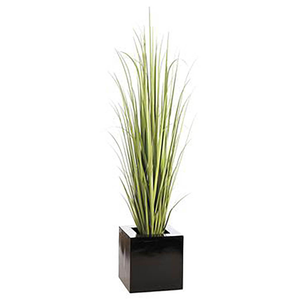 Reed Grass in Square Planter Green, 7.5ft