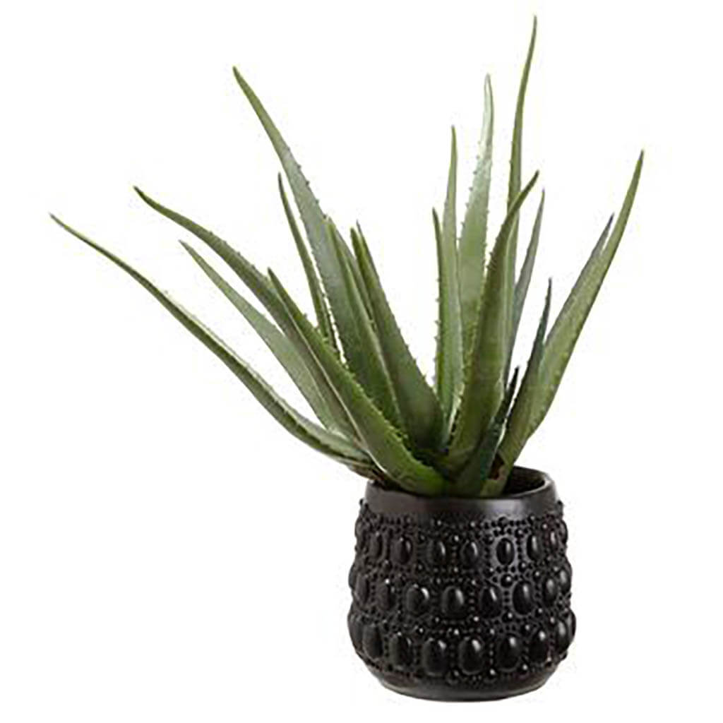 Agave Plant in Cement Pot, 19.5in H x 14.5in W x 16in L