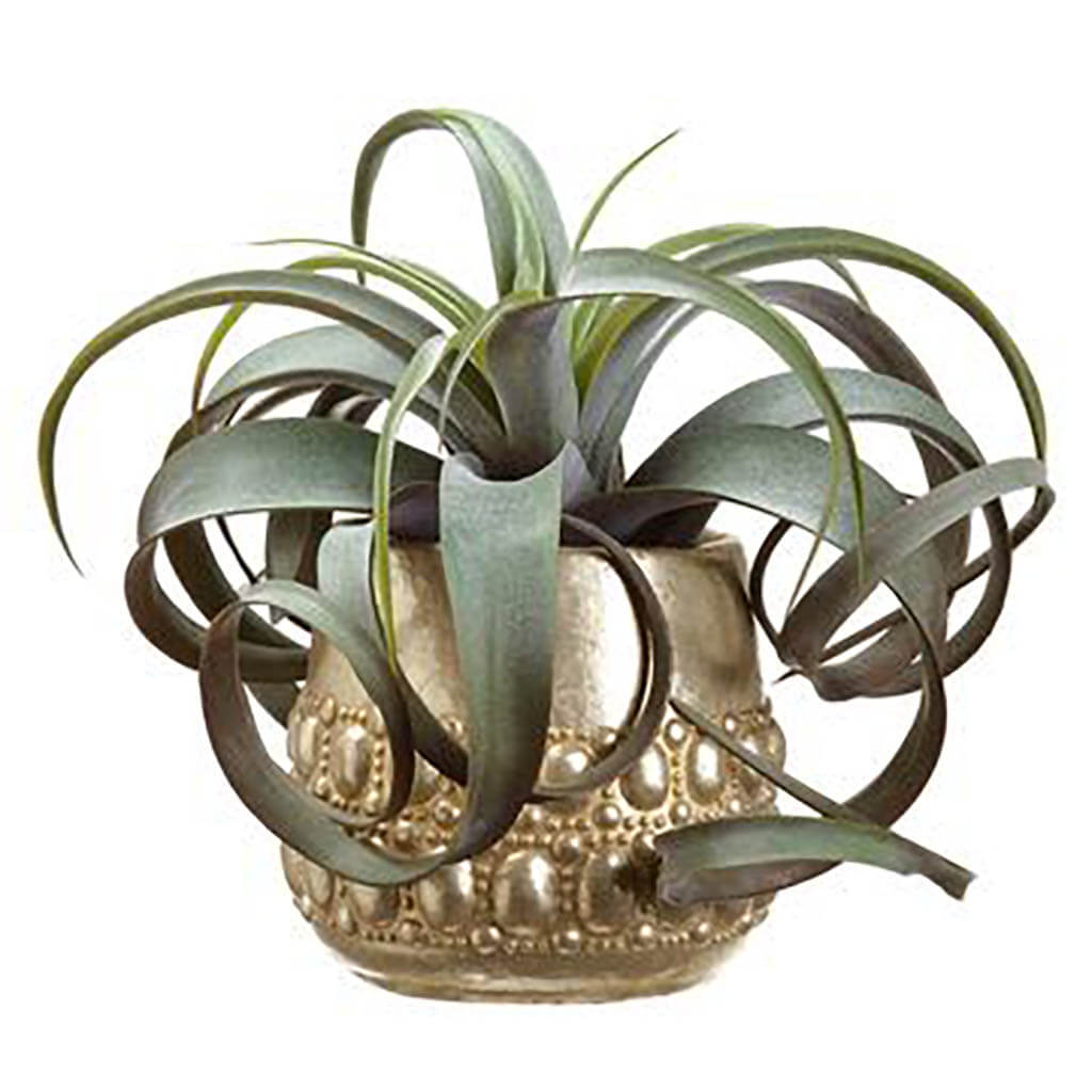 Tillandsia in Cement Pot Green Burgundy