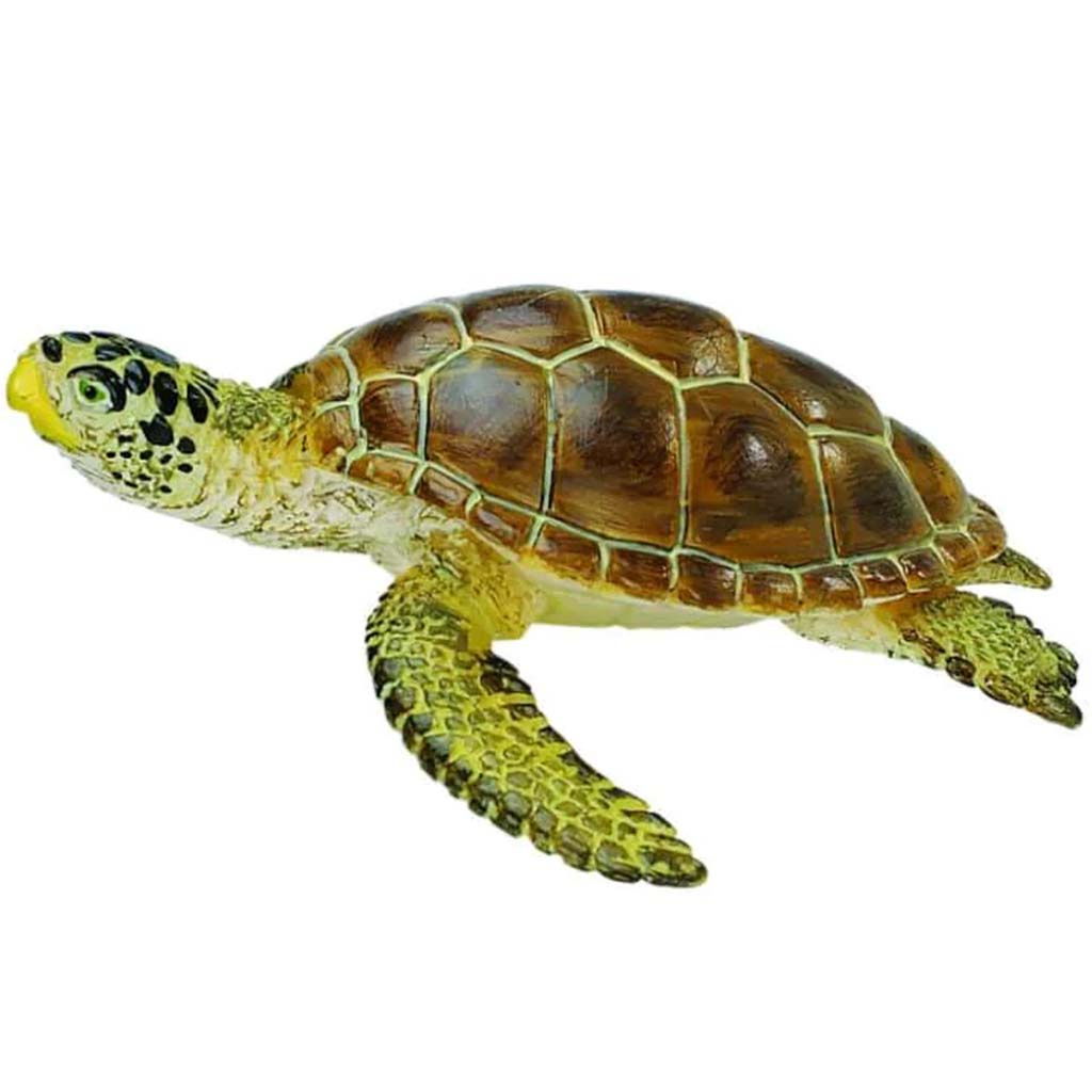 Loggerhead Turtle 