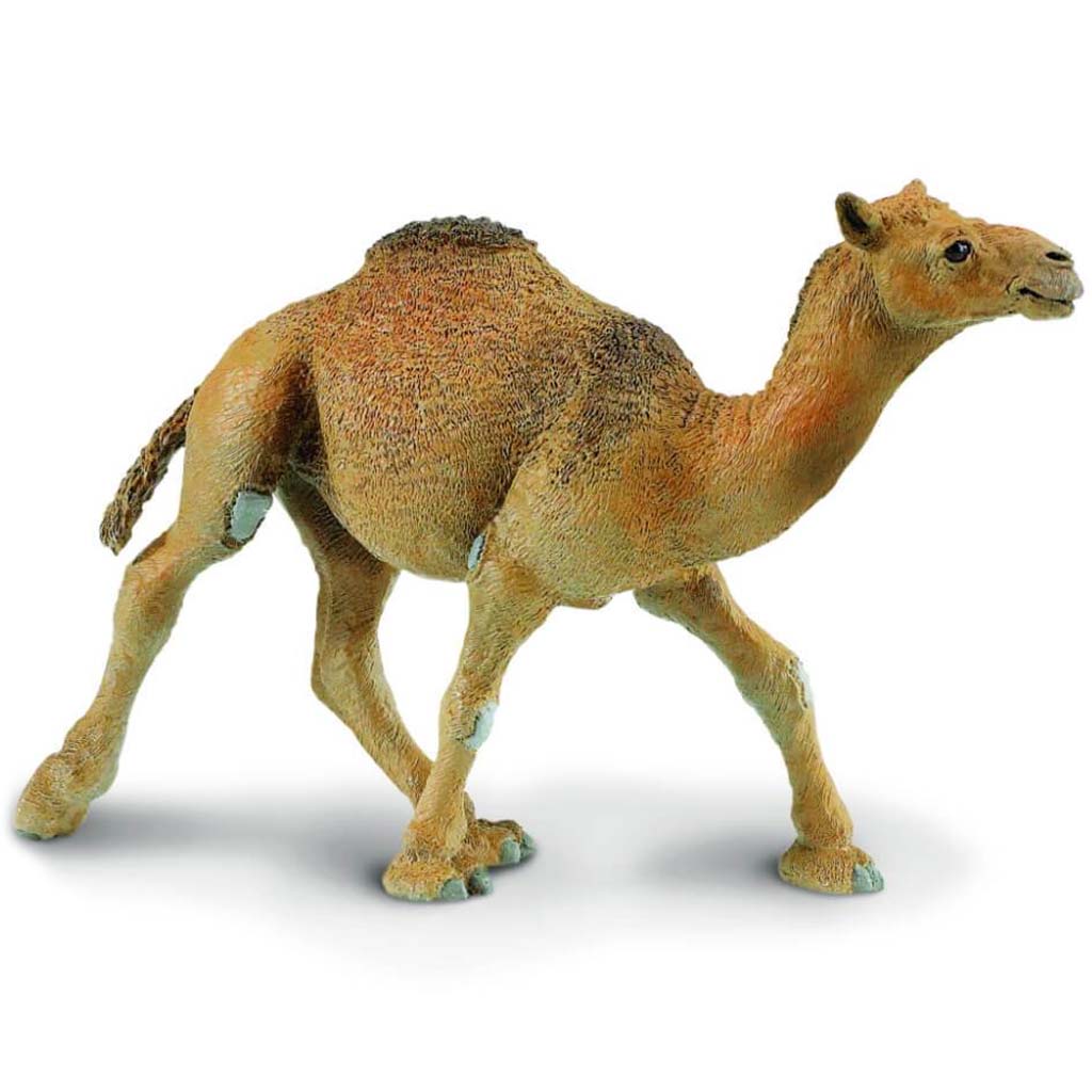 Dromedary Camel 