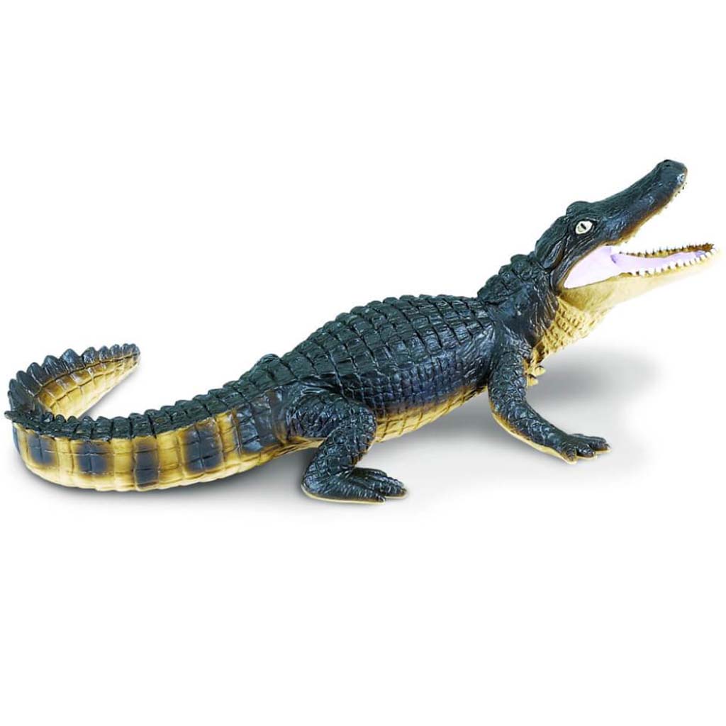 Alligator 