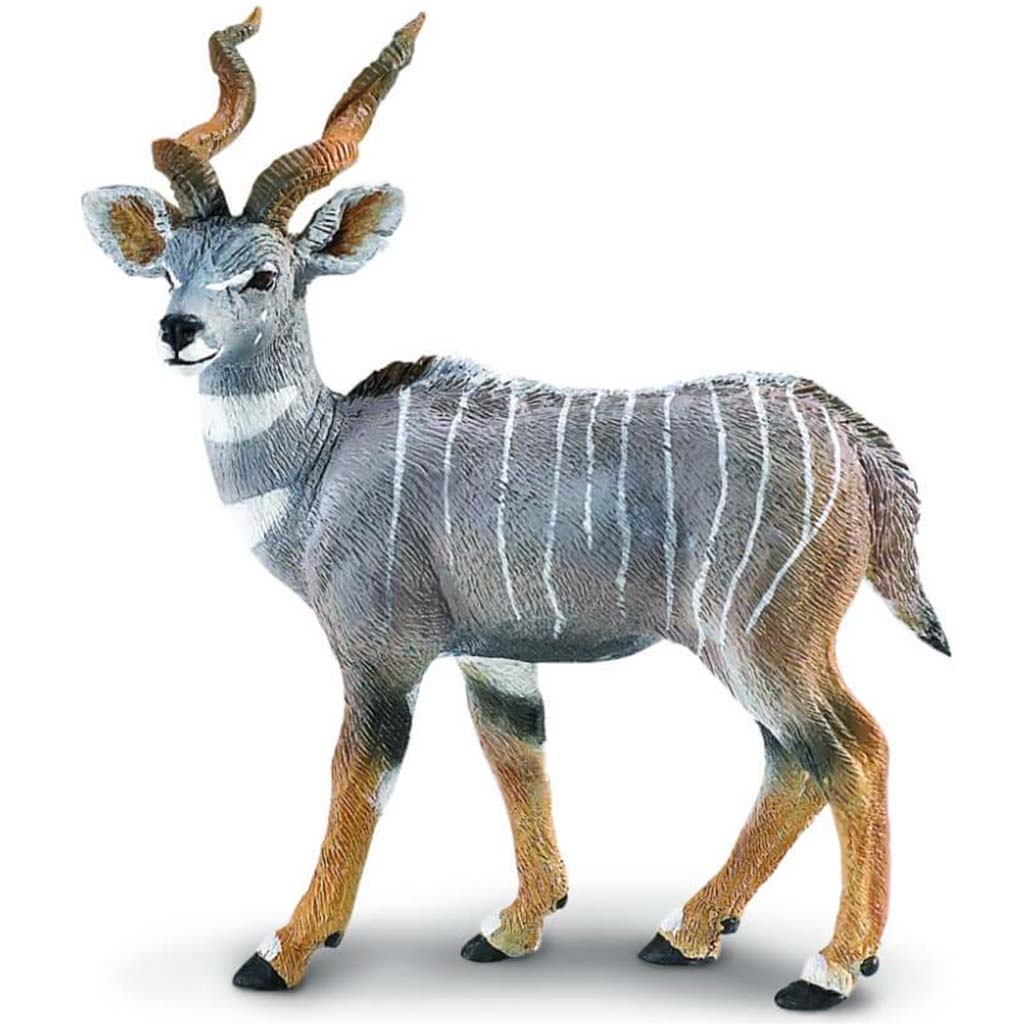 Lesser Kudu 