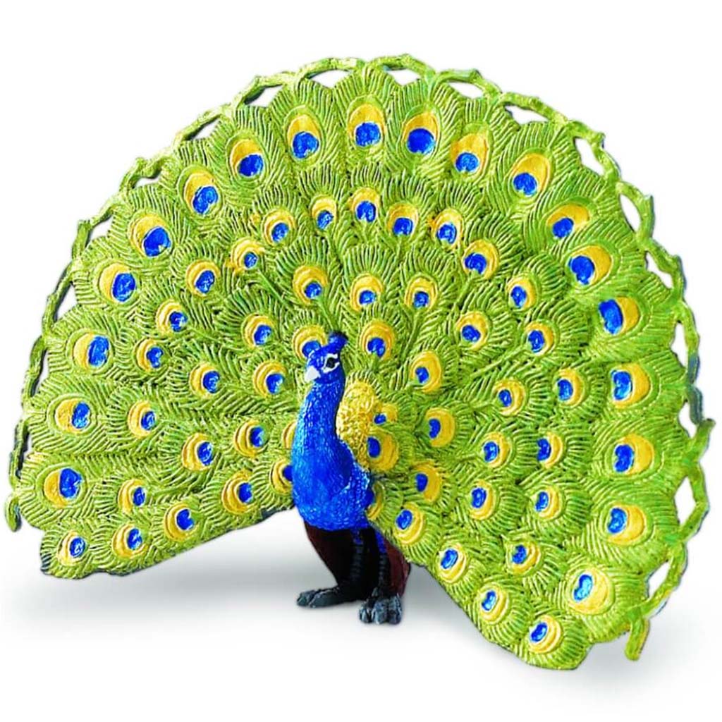 Peacock 