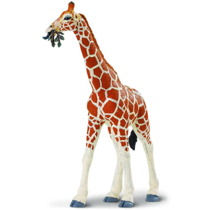 Reticulated Giraffe 