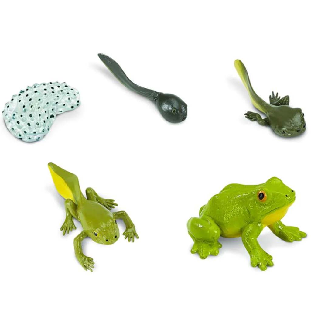 Life Cycle Of A Frog 