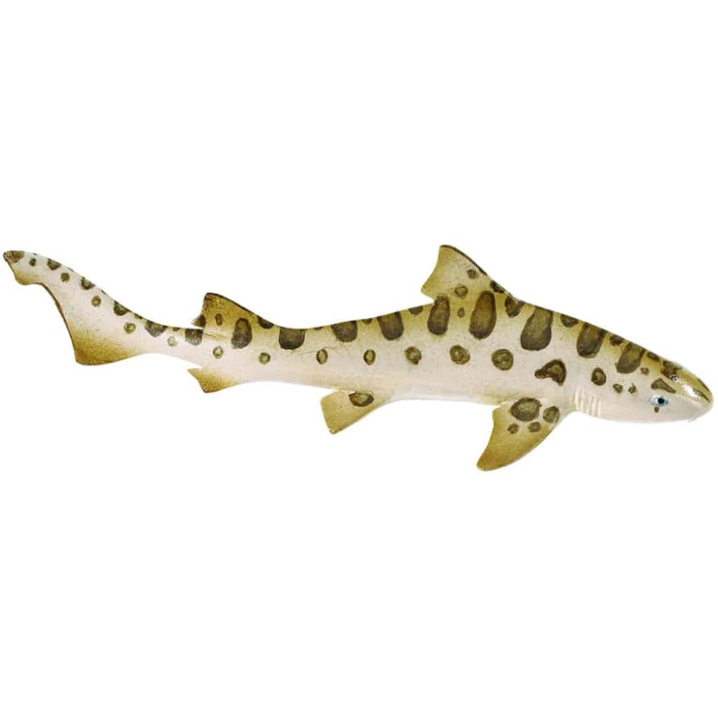 Leopard Shark 