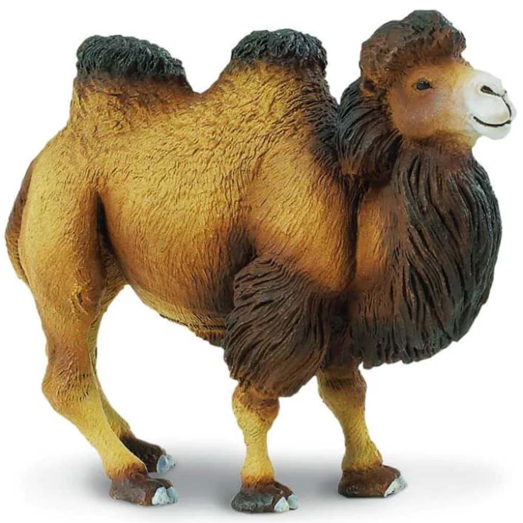 Bactrian Camel 