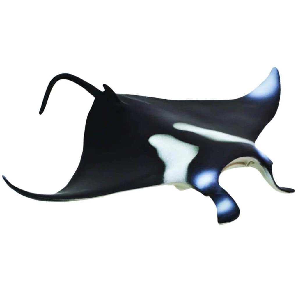 Manta Ray 