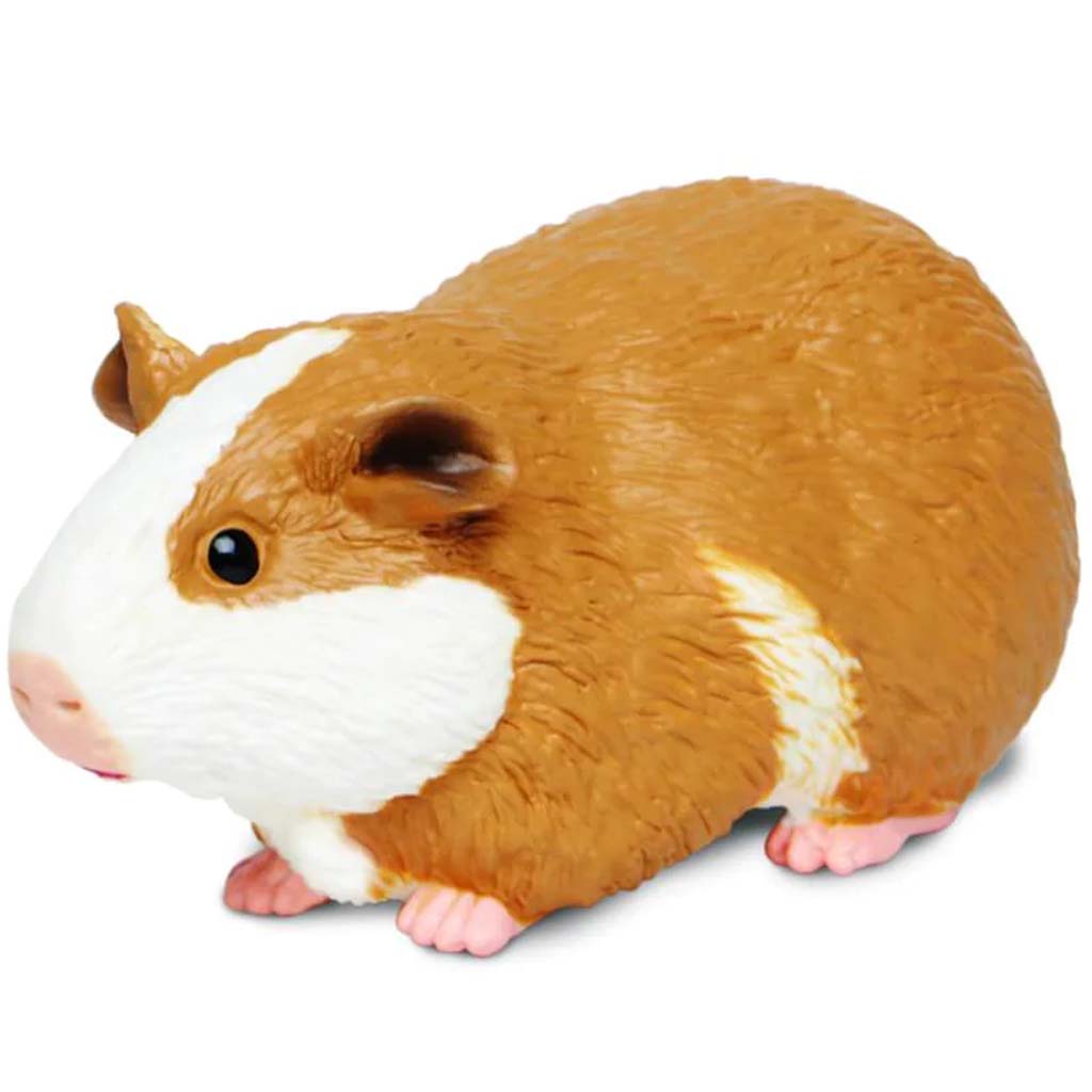 Guinea Pig 