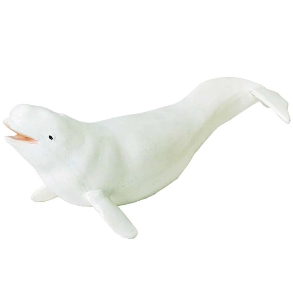 Beluga Whale 