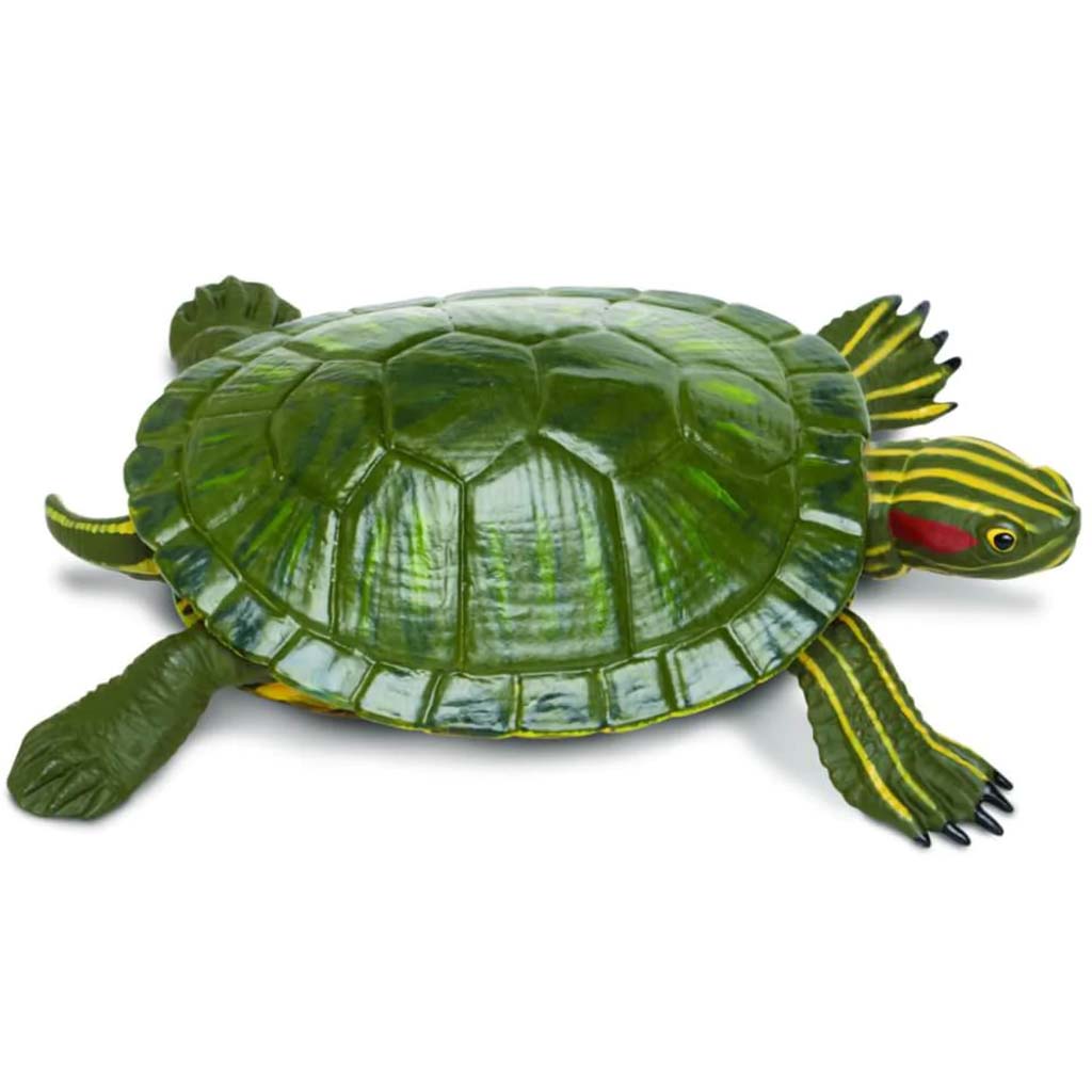 Red-Eared Slider Turtle 