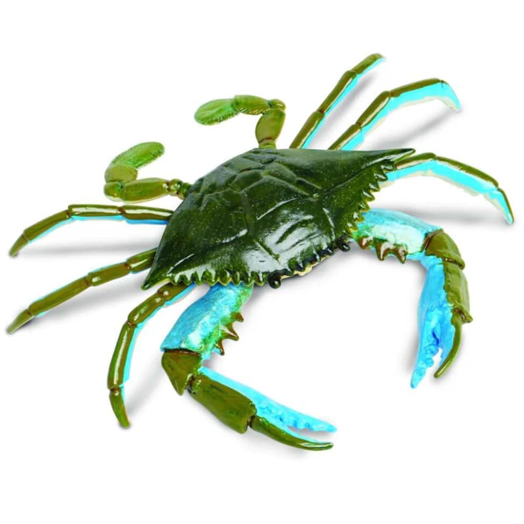 Blue Crab 