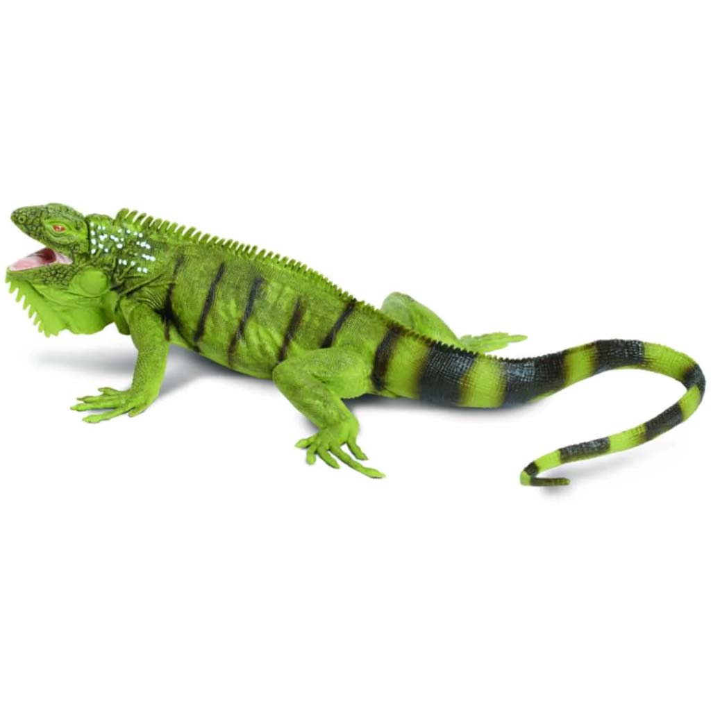 Iguana 