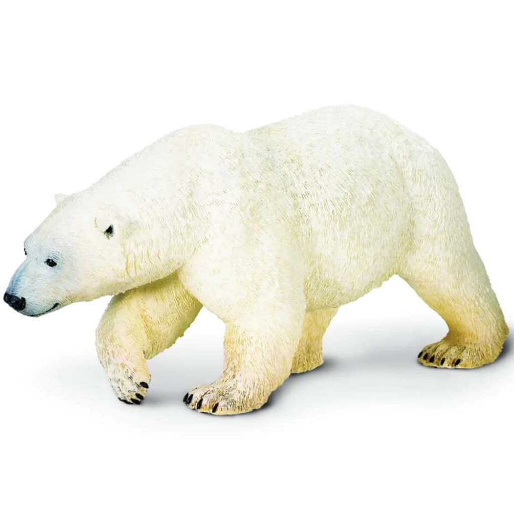 Polar Bear 