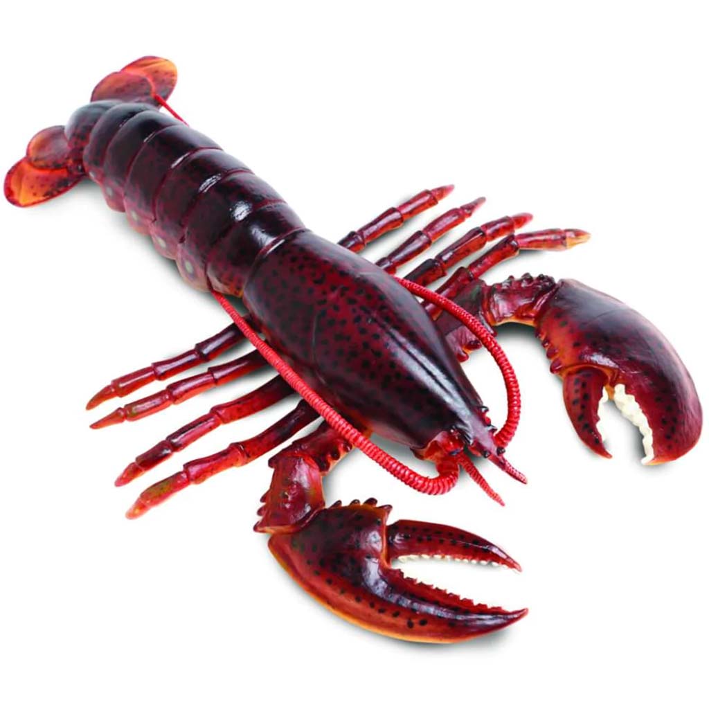 Maine Lobster 