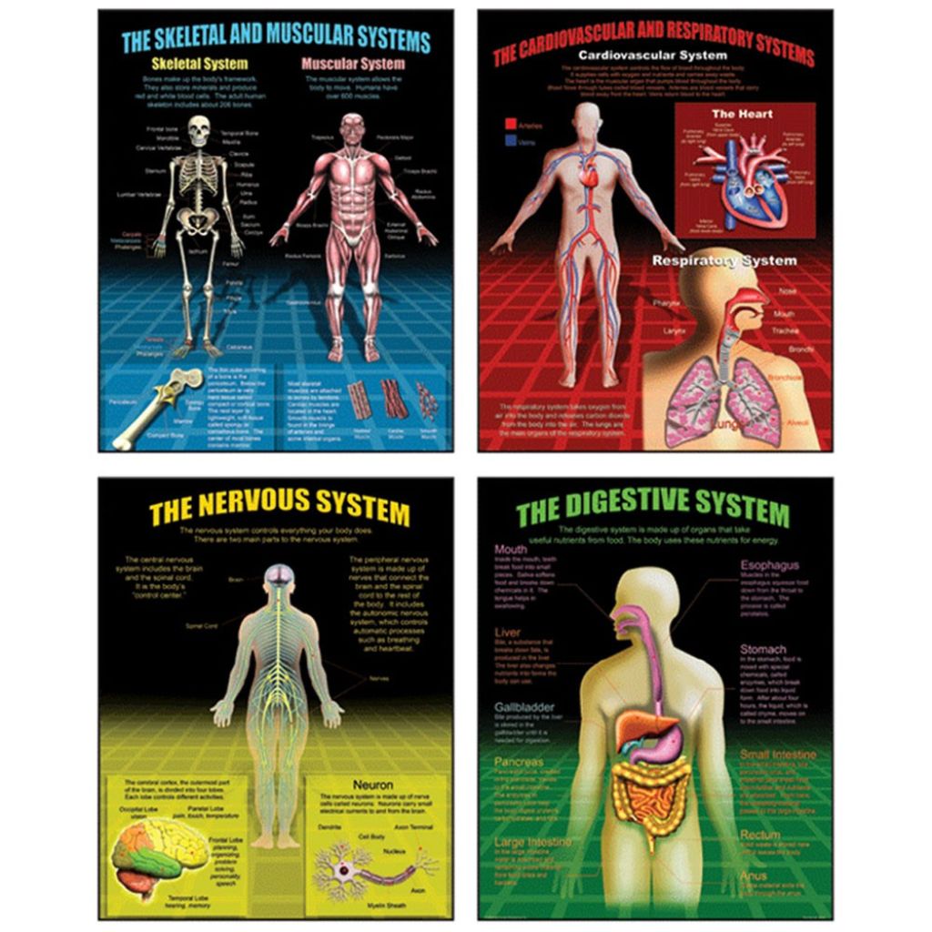 The Human Body Teaching Poster Set