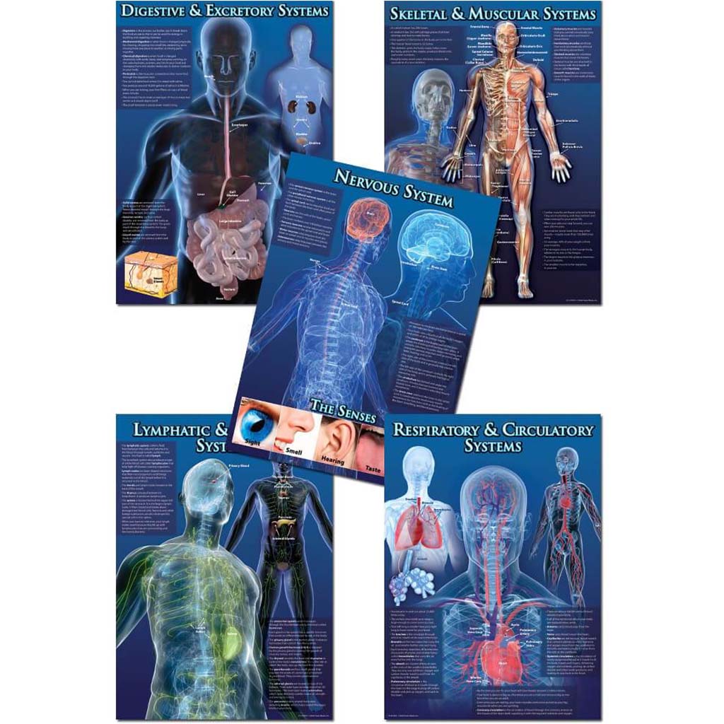 Human Body Facts Bulletin Board Set 