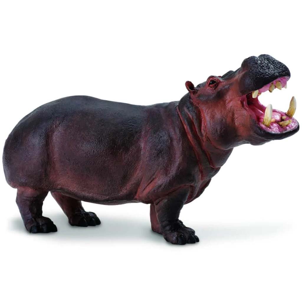 Hippopotamus 