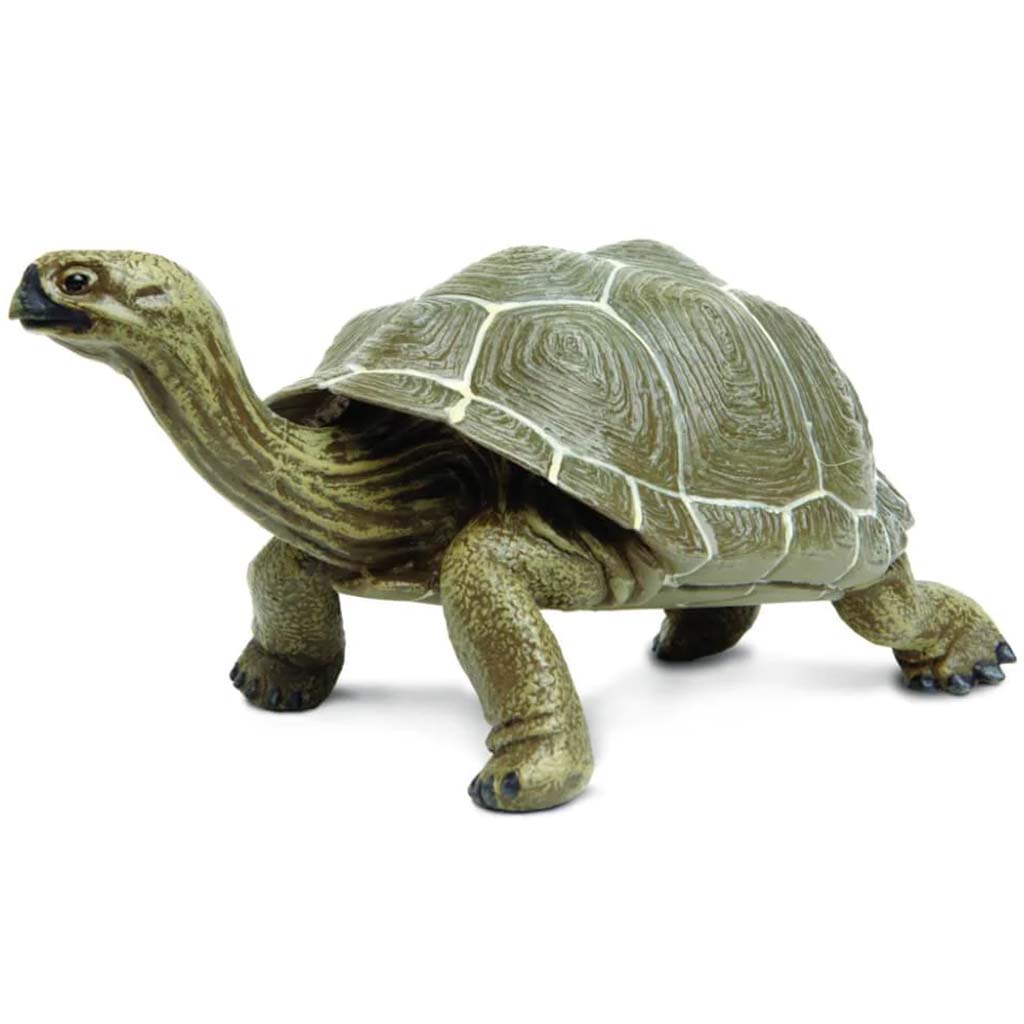 Tortoise 