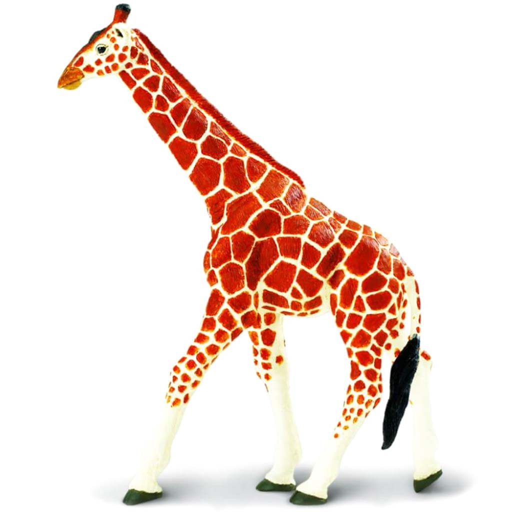 Reticulated Giraffe 